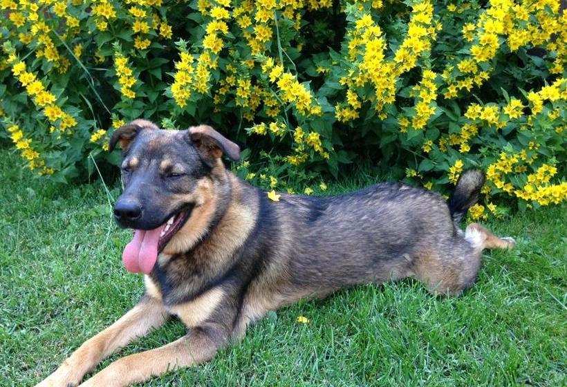 Deer Ridge B&b | Golden | British Columbia | Canada 4