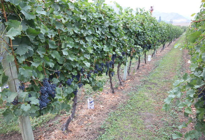 Sonora Desert Winery And Countryside B&b | Osoyoos | British Columbia | Canada 10