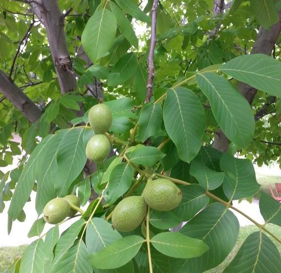 Sonora Desert Winery And Countryside B&b | Osoyoos | British Columbia | Canada 3