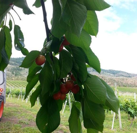 Sonora Desert Winery And Countryside B&b | Osoyoos | British Columbia | Canada 5