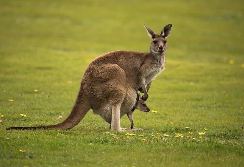 Lure Bed And Breakfast | Normanville | South Australia | Australia 20