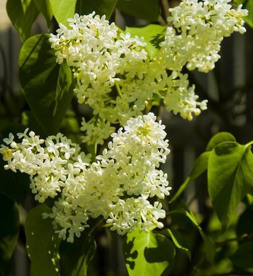 Panache Bed & Breakfast | Niagara on the Lake | Ontario | Canada 16