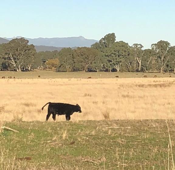 Bed and Breakfast Holly House Bnb | Moyhu | Victoria | Australia 13