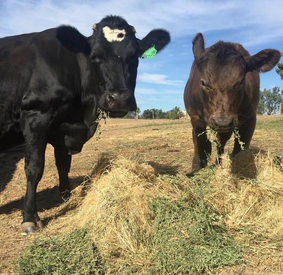 Bed and Breakfast Holly House Bnb | Moyhu | Victoria | Australia 14