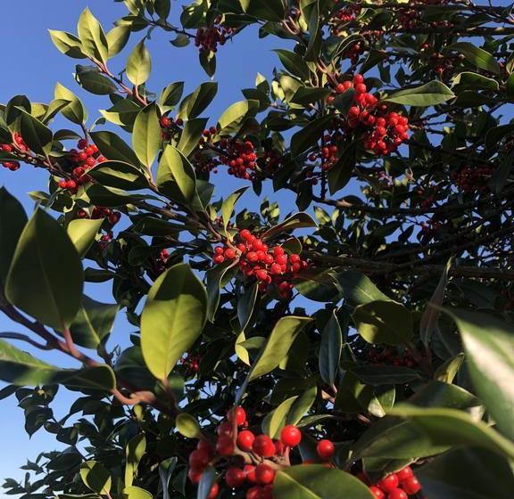 Bed and Breakfast Holly House Bnb | Moyhu | Victoria | Australia 19