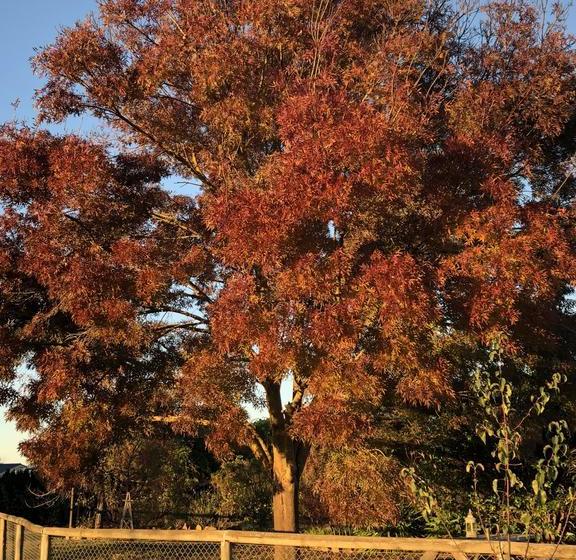 Bed and Breakfast Holly House Bnb | Moyhu | Victoria | Australia 20