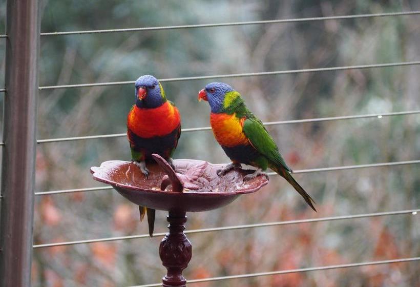 Bed and Breakfast Murrindindi | Kallista | Victoria | Australia 7