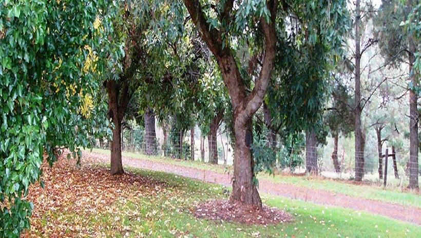 Eagle S View Bed & Breakfast | Wandin North | Victoria | Australia 20