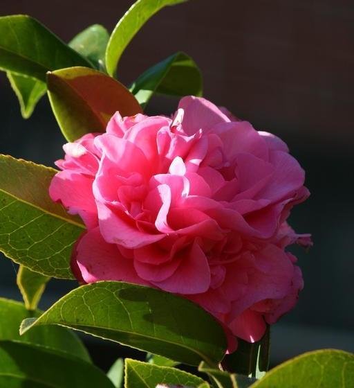 Bed and Breakfast Pirralilla Estate | Aldgate | South Australia | Australia 17