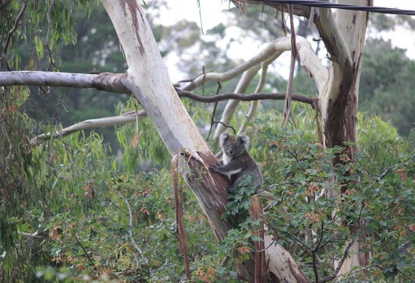 Bed and Breakfast Pirralilla Estate | Aldgate | South Australia | Australia 18