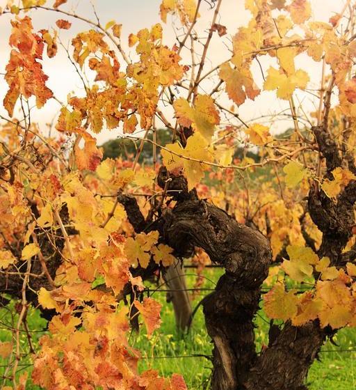 Bed and Breakfast Jasmine S Barossa Valley Cottage | Lyndoch | South Australia | Australia 3