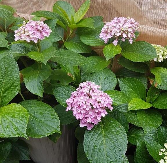 Bed and Breakfast Braemar | Seymour | Victoria | Australia 6