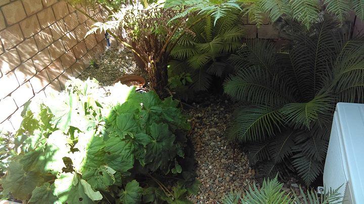 Golden Lace B&b | Sarina | Queensland | Australia 3