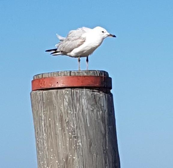 La Maison Riviere  The River House Bed & Breakfast | Goolwa | South Australia | Australia 9