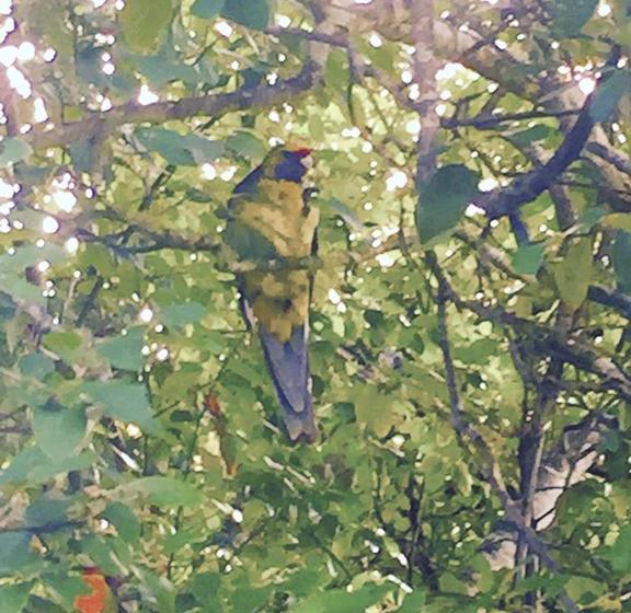 Wandering Geese Boutique Bed And Breakfast | Strahan | Tasmania | Australia 8