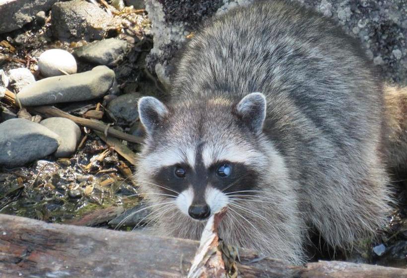 Bed and Breakfast Coastal Lavender Bnb | Ladysmith | British Columbia | Canada 11