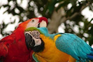 El Dorado Plaza Hotel & Business | Iquitos | Maynas | Perú 11