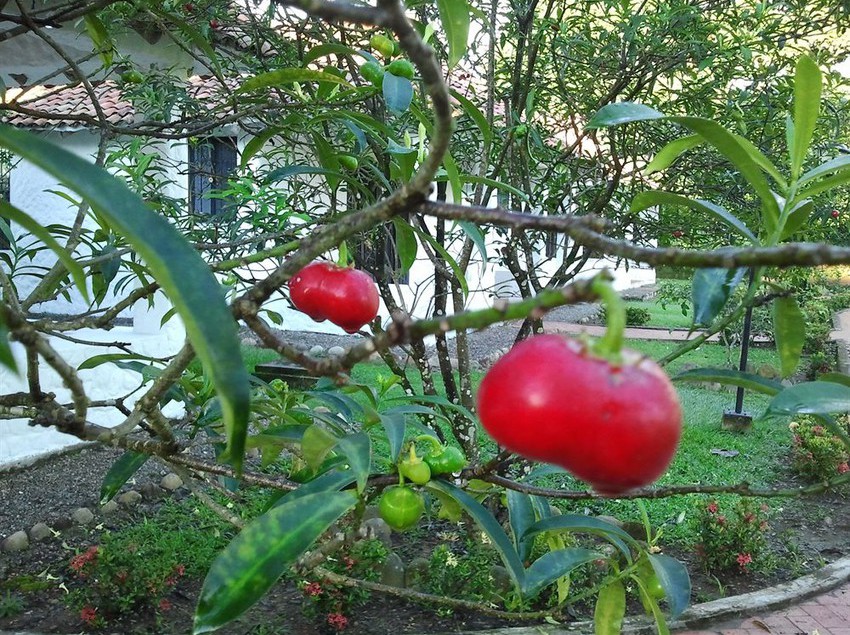 Hotel Campestre Arboretto | Villavicencio | Meta | Colombia 8