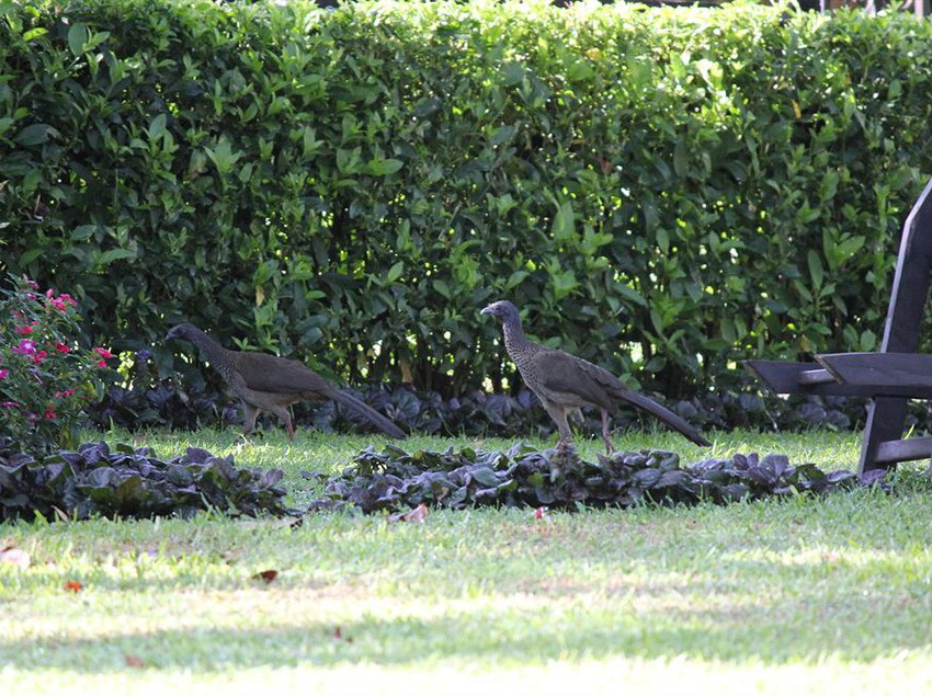 Hotel Llanogrande Inn | Rionegro | Antioquia | Colombia 1