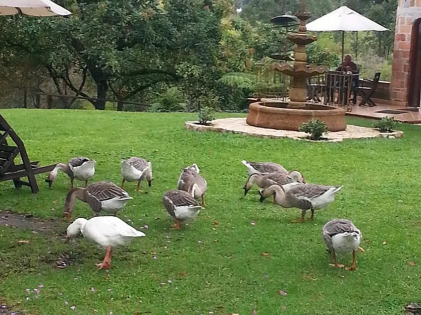 Hotel Llanogrande Inn | Rionegro | Antioquia | Colombia 3