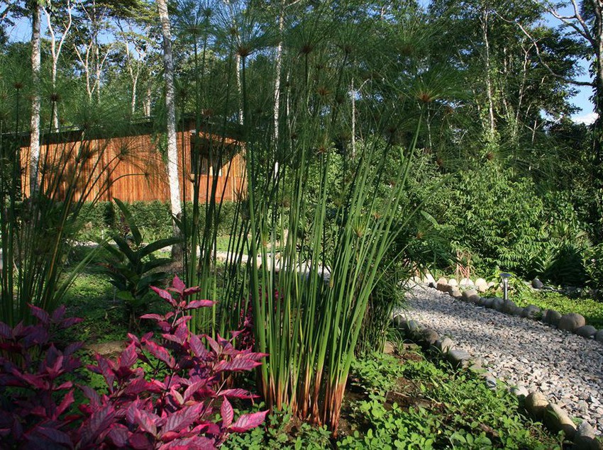 Hotel Hamadryade Lodge | Tena | Napo | Ecuador 8