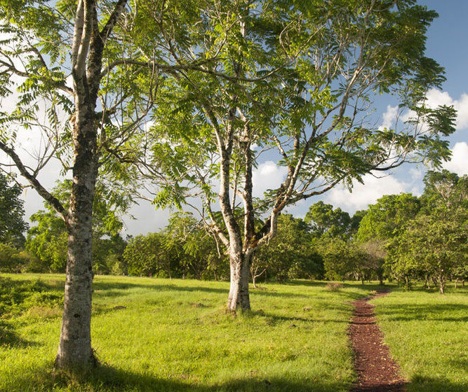 Hotel Red Mangrove Divers Lodge | Puerto Ayora | Galápagos | Ecuador 16