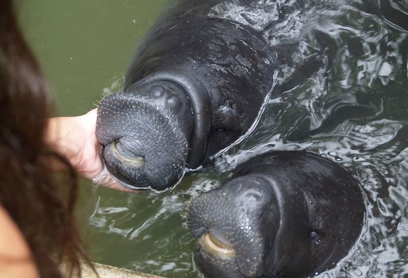 Hotel Amazonas Sinchicuy Lodge | Iquitos | Maynas | Perú 9