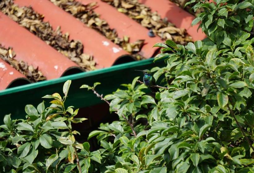 Mountain Hostel | Manizales | Caldas | Colombia 8