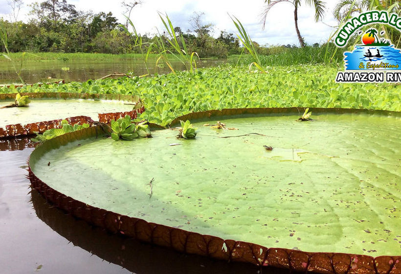 Hotel Cumaceba Lodge | Iquitos | Maynas | Perú 7
