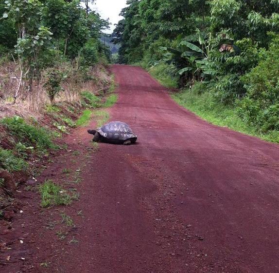 Bed and Breakfast Galapagos Chalet | Puerto Ayora | Galápagos | Ecuador 4