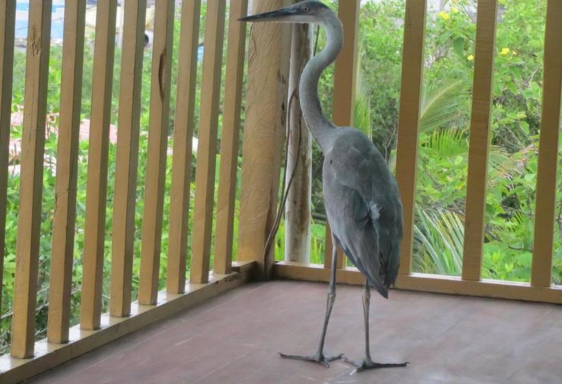 Bed and Breakfast Galapagos Chalet | Puerto Ayora | Galápagos | Ecuador 5