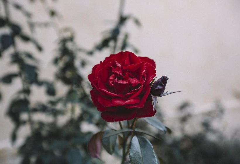 Hotel Sarandi 246 | Salto | Salto | Uruguay 6