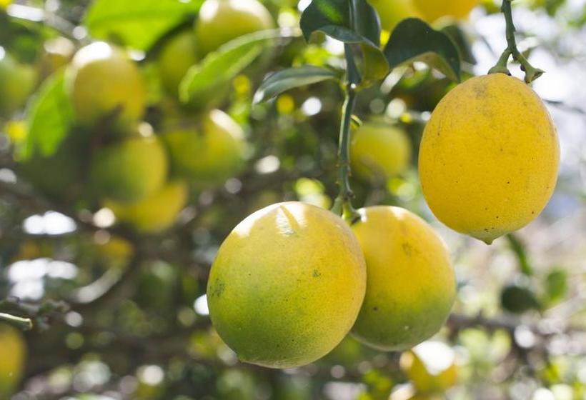 Ayllu Hostel | Cotacachi - Imbabura | Imbabura | Equador 9