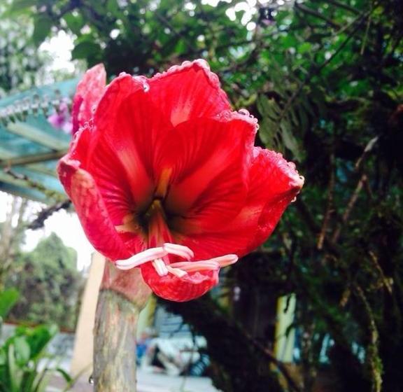 Hotel Hostería Arasari | Mindo | Pichincha | Ecuador 14