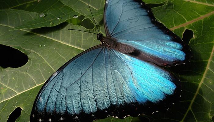 Hotel La Posada de Mindo | Mindo | Pichincha | Ecuador 16