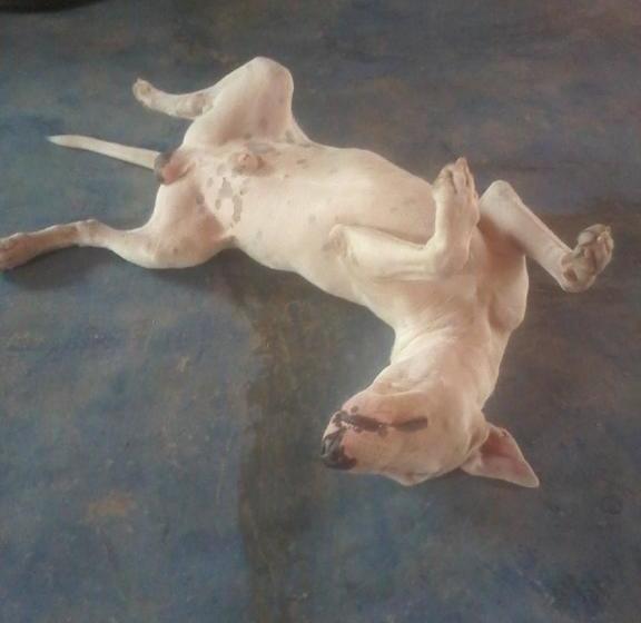 Albergue Hostal Sossella | Taganga | Magdalena | Colombia 15