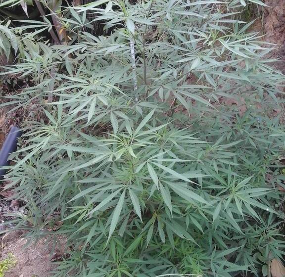 Albergue Hostal Los 3 Leones | Salento | Quindío | Colombia 20