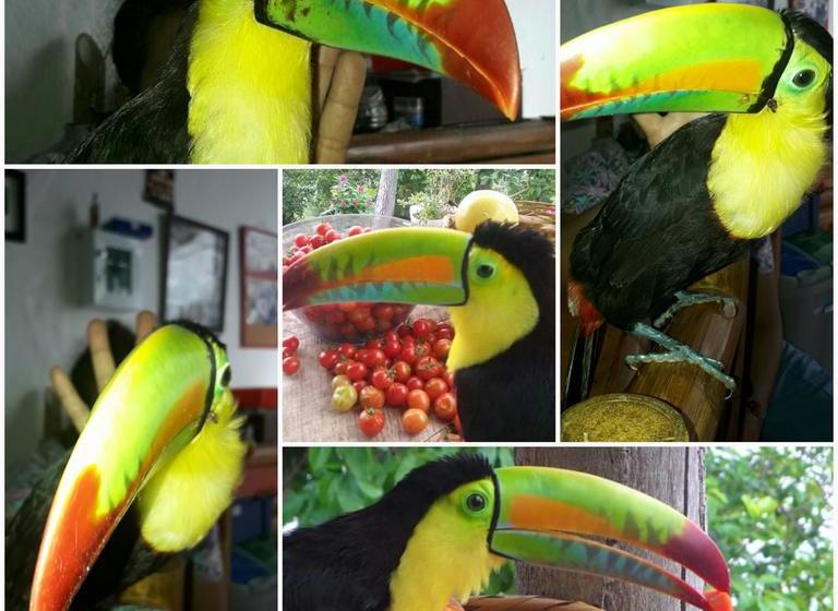 La Candelaria Coffee And Chocolate Farm B&b | Minca | Magdalena | Colombia 11