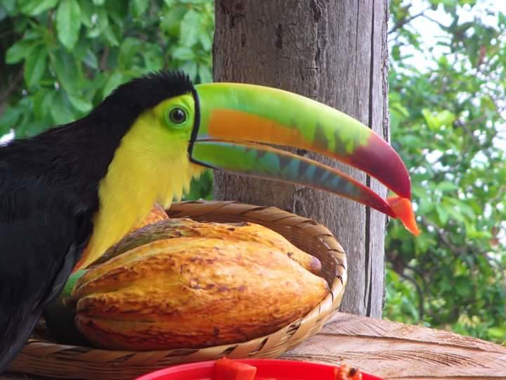 La Candelaria Coffee And Chocolate Farm B&b | Minca | Magdalena | Colombia 6