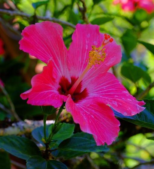 Hotel Puerto Mirador Moyobamba | Moyobamba | Moyobamba | Perú 9