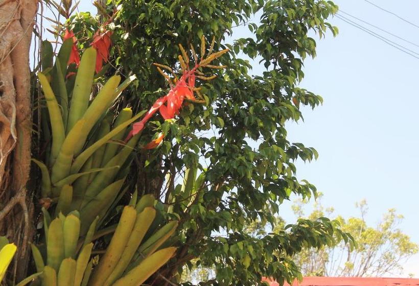 Albergue Sombrero De Paja | Iquitos | Maynas | Perú 3