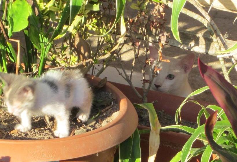 Guacamayo Bed & Breakfast | Máncora | Talara | Perú 18