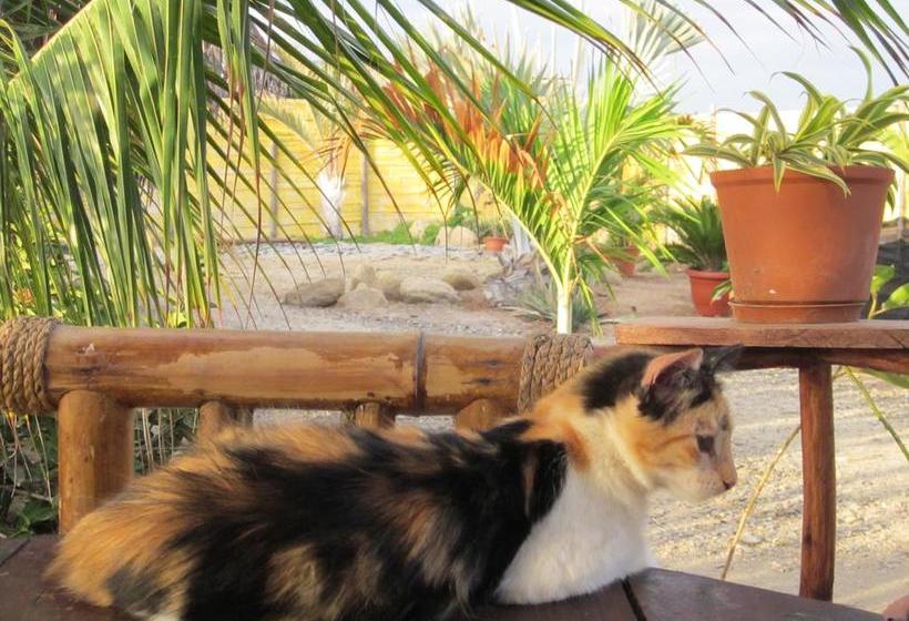 Guacamayo Bed & Breakfast | Máncora | Talara | Perú 19