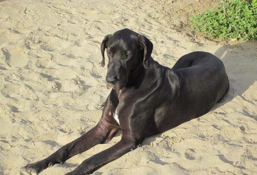 Guacamayo Bed & Breakfast | Máncora | Talara | Perú 20