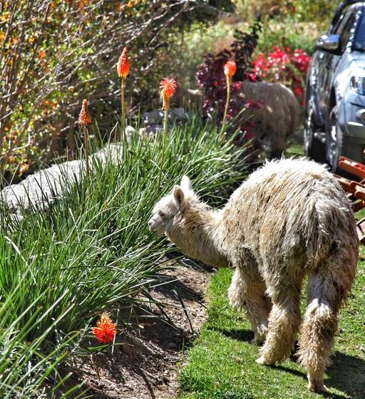 Hotel Tunupa Lodge | Ollantaytambo | Urubamba | Perú 12