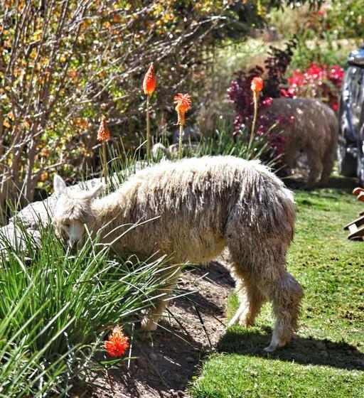 Hotel Tunupa Lodge | Ollantaytambo | Urubamba | Perú 13