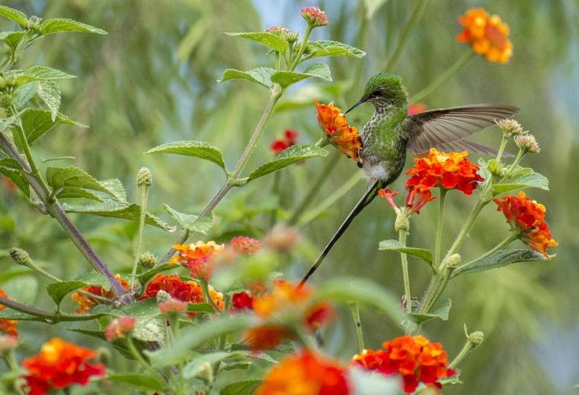 Hotel Villa De Paris | Chachapoyas | Chachapoyas | Perú 6