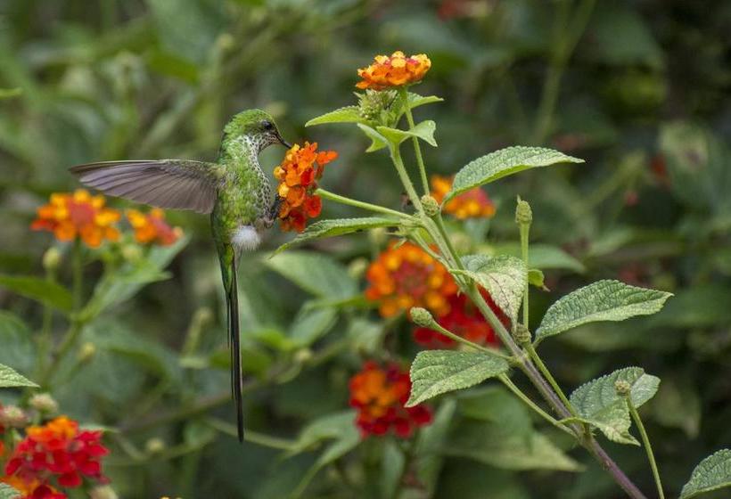 Hotel Villa De Paris | Chachapoyas | Chachapoyas | Perú 7