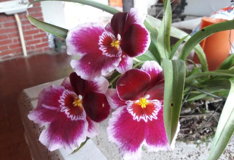 Hotel Finca Agroturistica Mis Delirios | Salento | Quindío | Colombia 4