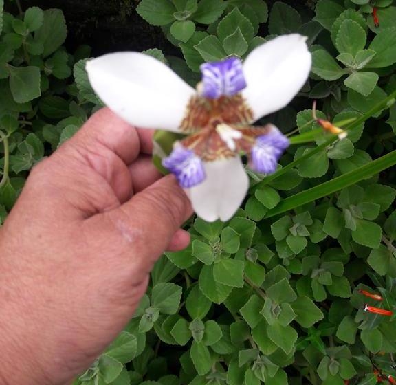 Hotel Finca Agroturistica Mis Delirios | Salento | Quindío | Colombia 5
